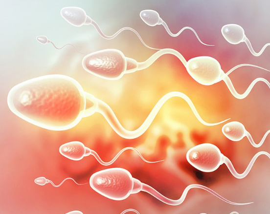 A级精子活力更强