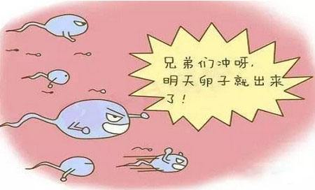 排卵.jpg