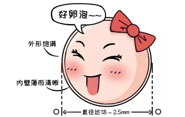 做试管需要成熟卵泡的数量