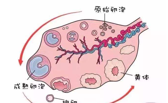 基础卵泡少.png