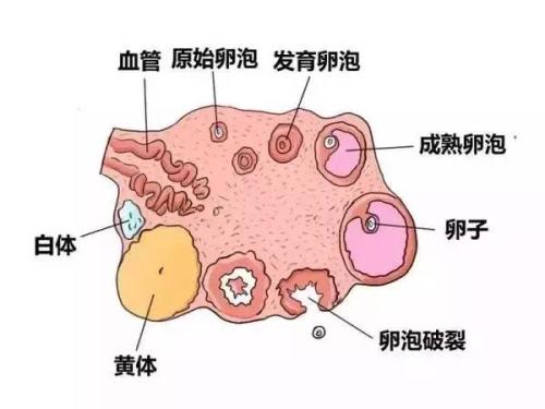卵泡03.jpg