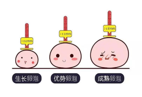促排第六天卵泡大小不一