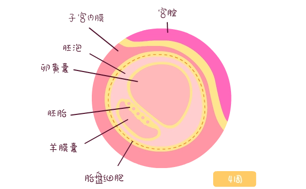 大夫说有卵黄囊胎儿就很好