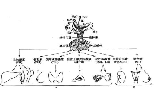 垂体泌乳素高是怎么回事 会不来月经吗
