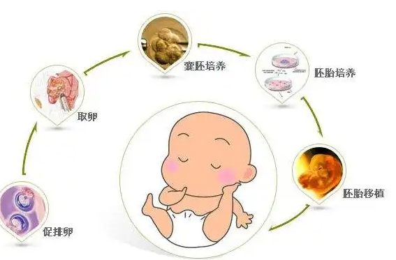 第三代试管婴儿过程.png