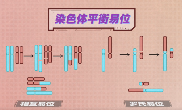平衡易位做三代试管不难