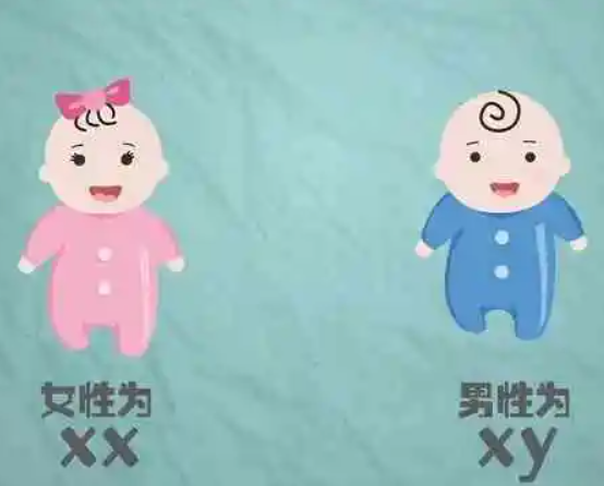 染色体决定胎儿性别