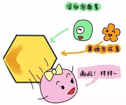 黄体期促排卵方案流程结束后，出现空卵泡还能继续试管吗？