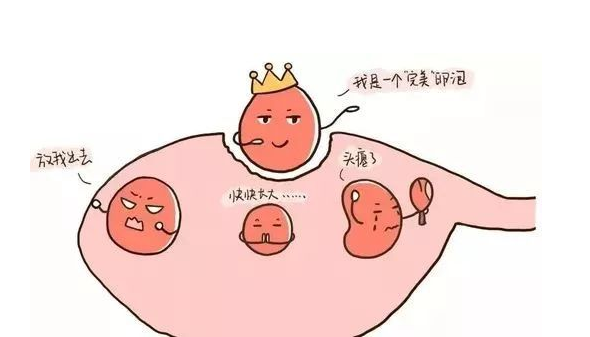 优势卵泡的大小标准
