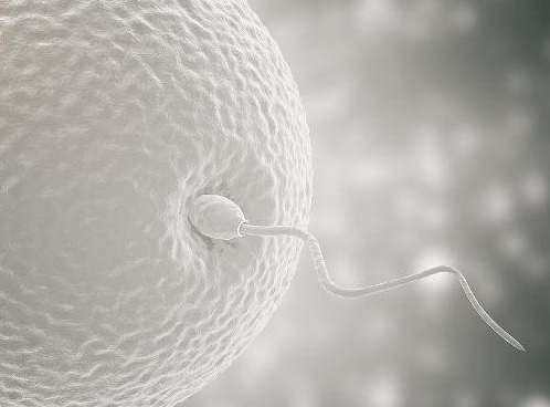 精子气味浓烈是为什么，精子腥臭还能正常备孕吗?