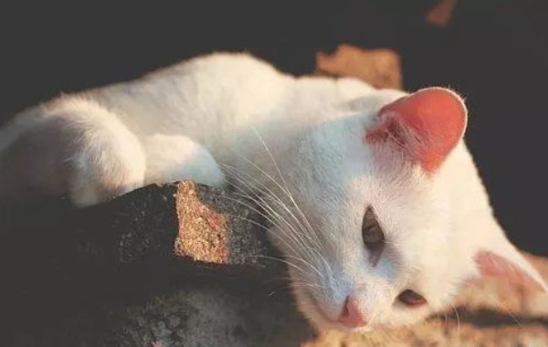 猫咪弓形虫感染的症状主要表现为轻度腹泻