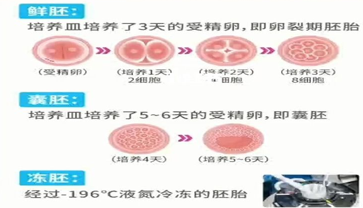 冻胚和囊胚.png