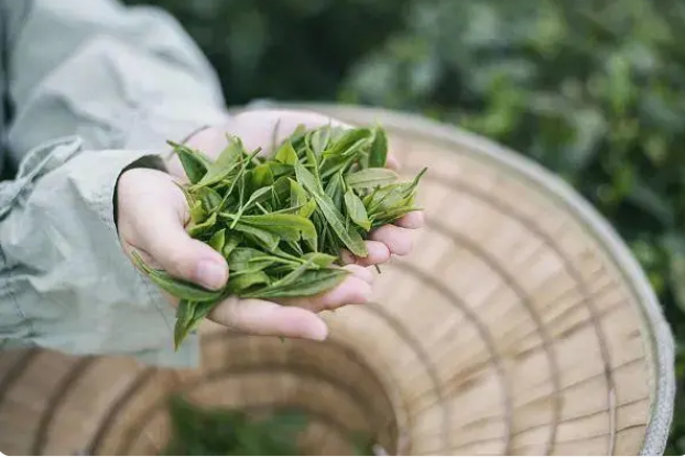 心血管病可喝苦荞茶]