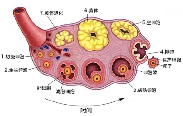 黄体破裂不会阴道出血