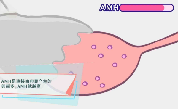 amh0.46促排后就只有2个卵子