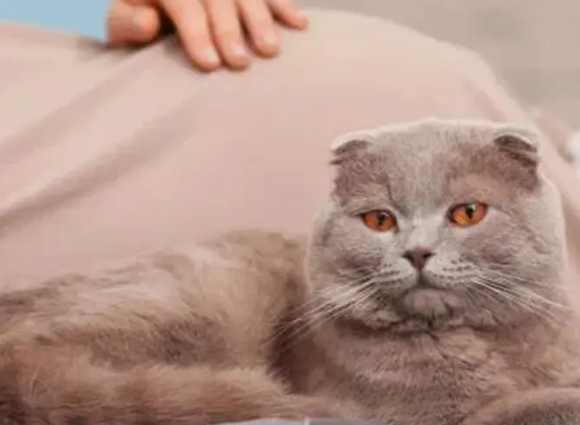 猫感染弓形虫孕妇不要接触