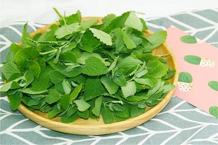 薄荷会加重患者病情