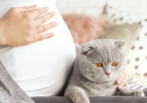 怀孕可以养猫