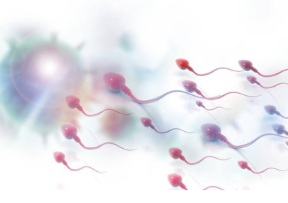 精子浓度低1.png