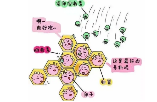 促卵泡激素的正常值范围