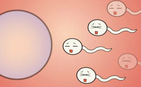怀孕主要靠a类精子吗