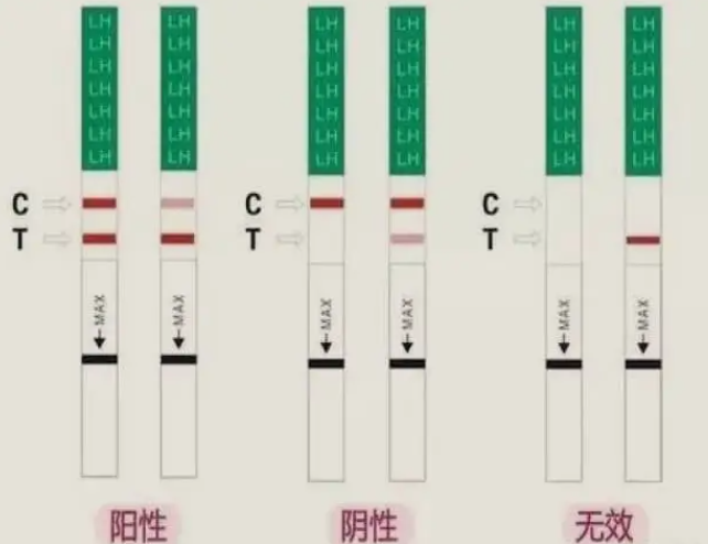 CT线明显暗示排卵将近