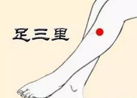 足三里穴位于小腿前外侧