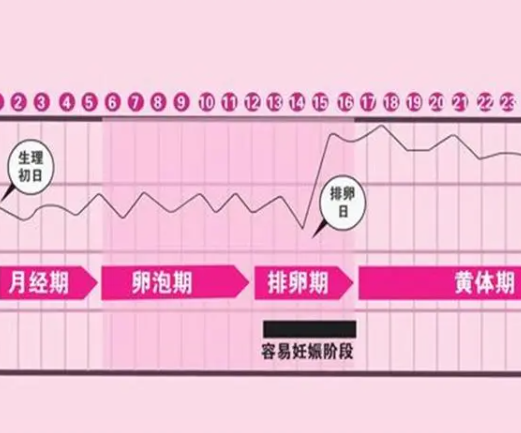 排卵期计算错误会不易怀孕