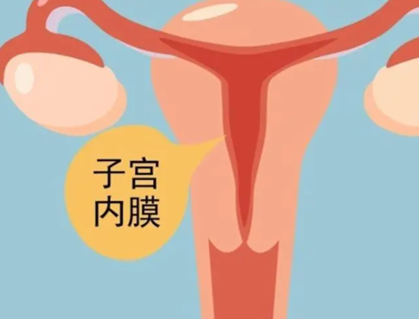 内膜过厚会影响胚胎着床