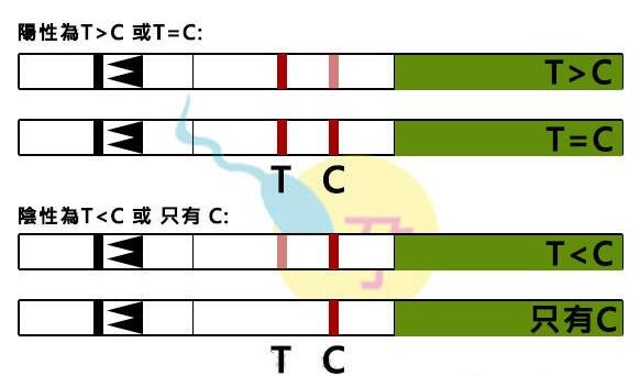 排卵试纸结果怎么看