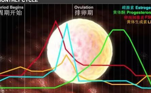 正常月经周期激素变化曲线