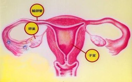 试管对于子宫容积的要求