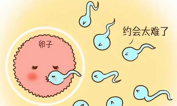 成功受孕的精子不一定质量好