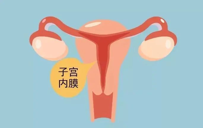 b超回声不均匀影响试管