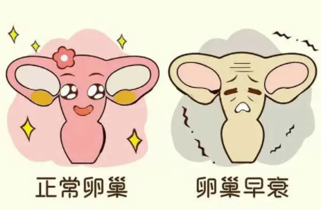 卵巢早衰闭经能做试管吗，供卵试管可行不？