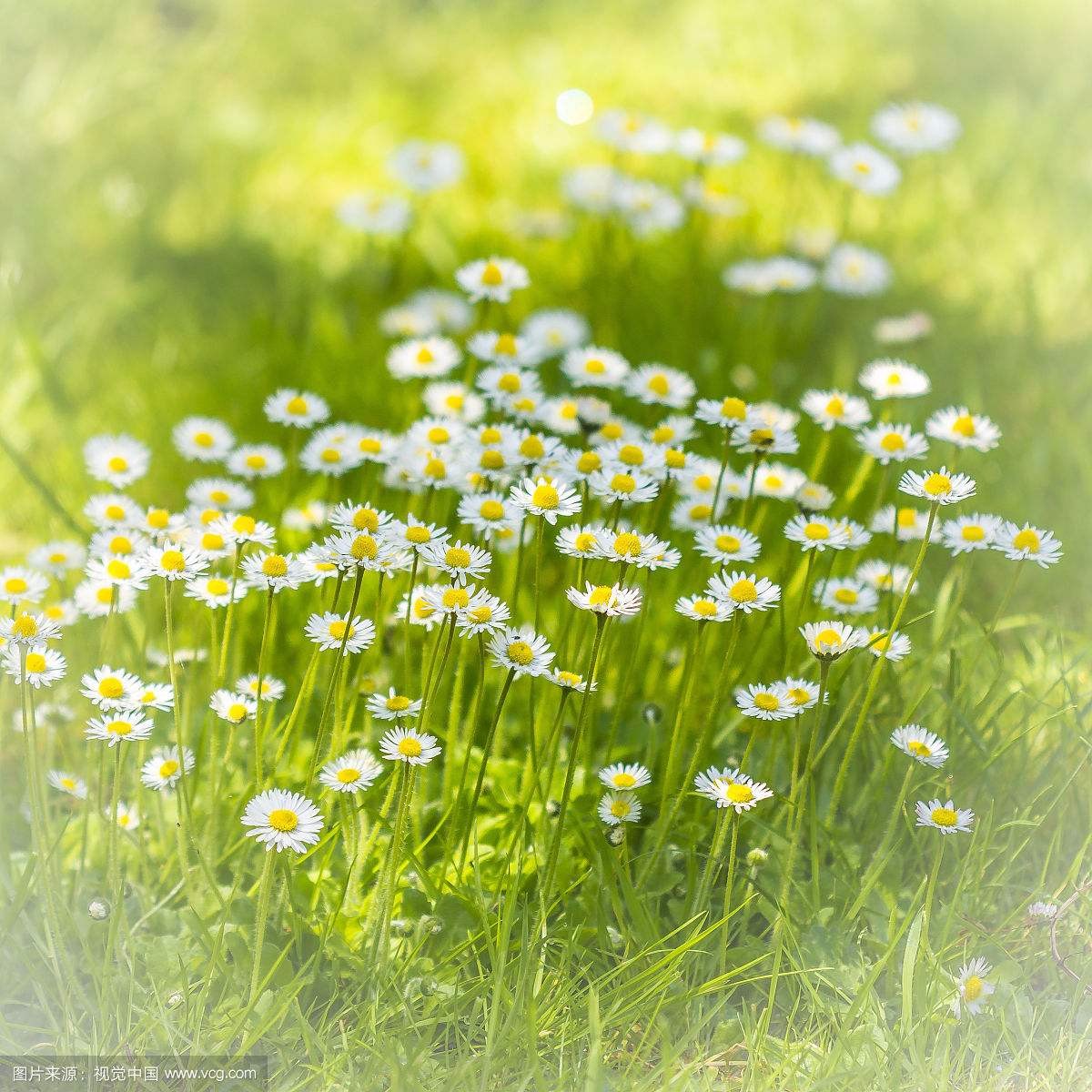 Daisy头像