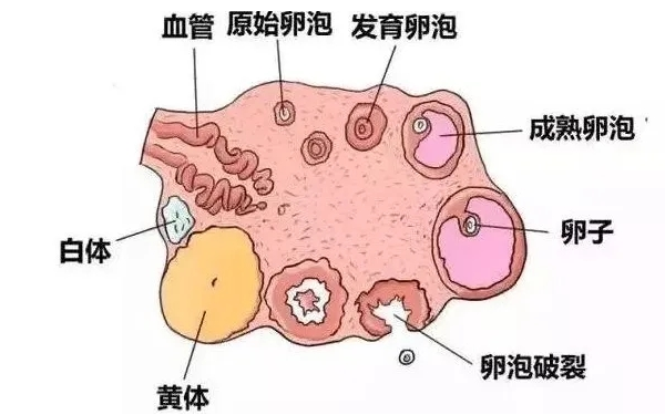 基础卵泡数量