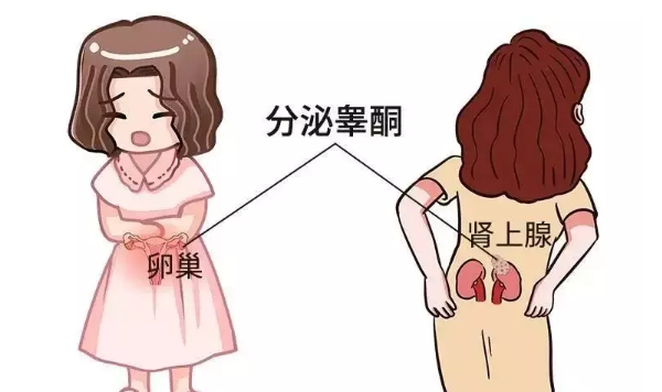 睾酮高影响胚胎着床