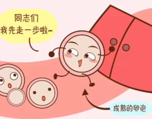 排卵后可以存活24小时