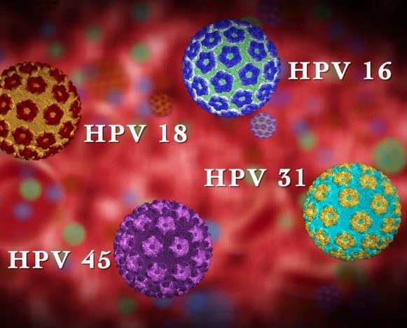 hpv31会通过皮肤接触传播