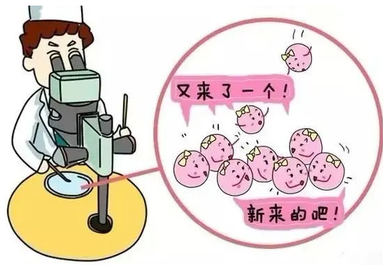 第四代试管方案.png