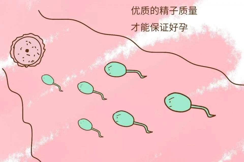 精子质量差做二代试管