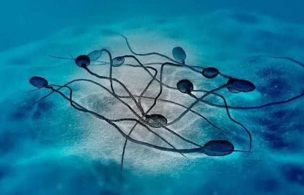 生男孩要禁欲多久精子质量好
