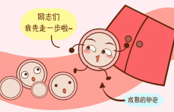 取卵日根据卵泡大小决定