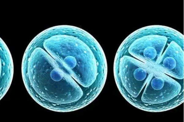 刘女士移植三级冻胚后怀孕