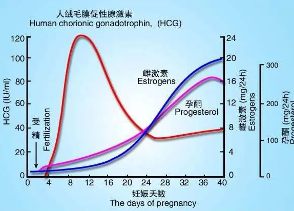 早晨的孕酮含量最高