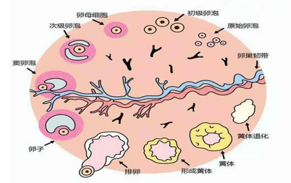 一个卵泡取不取看方案