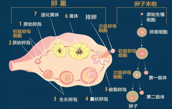 卵泡提前破裂的症状