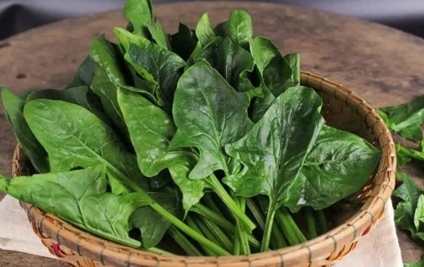 移植后十五天可以吃菠菜