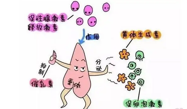 促卵泡激素排卵前后变化